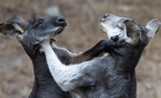 Giant pandas and the ugly fight to control the San Francisco Zoo