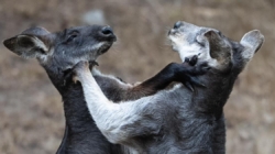 Giant pandas and the ugly fight to control the San Francisco Zoo
