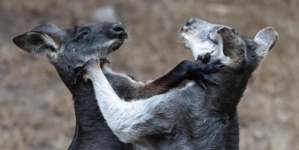 Giant pandas and the ugly fight to control the San Francisco Zoo