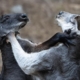 Giant pandas and the ugly fight to control the San Francisco Zoo