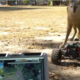 US Army deploys robot coyotes to keep wildlife off military airfields