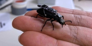 Cyborg beetles with tiny backpacks could locate survivors in disaster zones