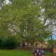 150-Year-Old Plane Crowned Tree of the Year