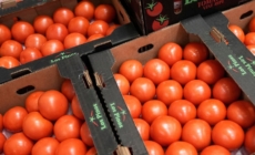 Trump administration imposes 17% tariff on fresh Mexican tomatoes