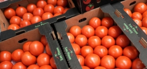 Trump administration imposes 17% tariff on fresh Mexican tomatoes