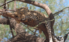 Fluent English Speaker Needed for Full-Time Paid Job Looking After Cheetahs