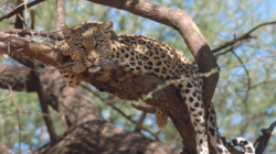 Fluent English Speaker Needed for Full-Time Paid Job Looking After Cheetahs