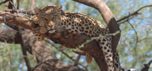 Fluent English Speaker Needed for Full-Time Paid Job Looking After Cheetahs