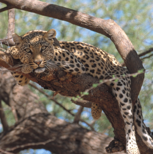 Fluent English Speaker Needed for Full-Time Paid Job Looking After Cheetahs