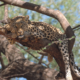 Fluent English Speaker Needed for Full-Time Paid Job Looking After Cheetahs