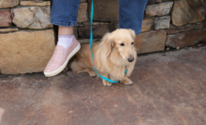 Dachshund Dad Looks Overwhelmed Surrounded by New Puppies