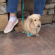 Dachshund Dad Looks Overwhelmed Surrounded by New Puppies