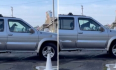 Dog Waiting in Car Honks to Hurry Owner out of Café—Wins ‘Pet of the Week’