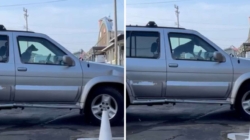 Dog Waiting in Car Honks to Hurry Owner out of Café—Wins ‘Pet of the Week’