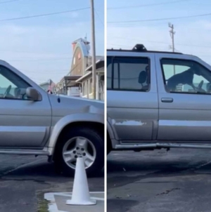 Dog Waiting in Car Honks to Hurry Owner out of Café—Wins ‘Pet of the Week’