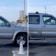 Dog Waiting in Car Honks to Hurry Owner out of Café—Wins ‘Pet of the Week’