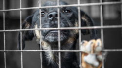 Shelter Dog’s Death at Miami Facility Sparks Heat Safety Concerns