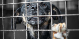 Shelter Dog’s Death at Miami Facility Sparks Heat Safety Concerns
