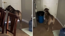 Internet Can’t Cope With What 140-Pound Dog Does When Owner Leaves House