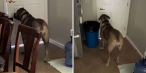 Internet Can’t Cope With What 140-Pound Dog Does When Owner Leaves House