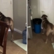 Internet Can’t Cope With What 140-Pound Dog Does When Owner Leaves House