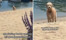 Dog Has Priceless Reaction When Told To Leave Grandparents House: ‘Spoiled’