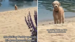 Dog Has Priceless Reaction When Told To Leave Grandparents House: ‘Spoiled’