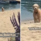 Dog Has Priceless Reaction When Told To Leave Grandparents House: ‘Spoiled’