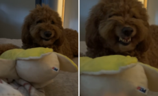Moment Goldendoodle Shows His Attitude As Owner Tries To Touch Toy: ‘Scary’