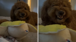 Moment Goldendoodle Shows His Attitude As Owner Tries To Touch Toy: ‘Scary’