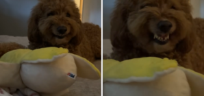 Moment Goldendoodle Shows His Attitude As Owner Tries To Touch Toy: ‘Scary’