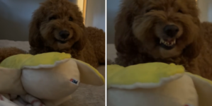 Moment Goldendoodle Shows His Attitude As Owner Tries To Touch Toy: ‘Scary’
