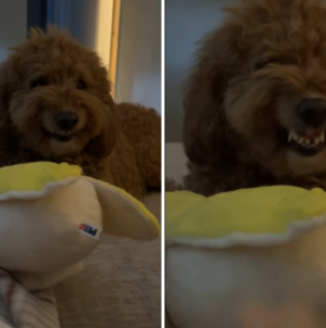 Moment Goldendoodle Shows His Attitude As Owner Tries To Touch Toy: ‘Scary’
