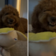 Moment Goldendoodle Shows His Attitude As Owner Tries To Touch Toy: ‘Scary’