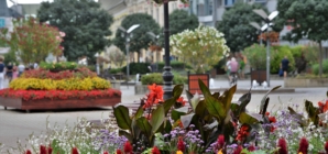 Two Towns Represent Hungary in Prestigious Flower Competition