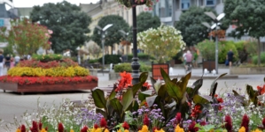 Two Towns Represent Hungary in Prestigious Flower Competition