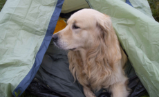 Golden Retriever Realizes He’s on Camping Trip, His Face Says It All