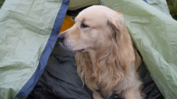Golden Retriever Realizes He’s on Camping Trip, His Face Says It All