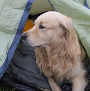 Golden Retriever Realizes He’s on Camping Trip, His Face Says It All