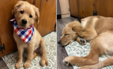 Owner Rescues a 'Golden Retriever'—Then She Receives DNA Result