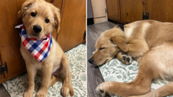 Owner Rescues a 'Golden Retriever'—Then She Receives DNA Result