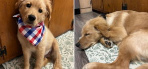 Owner Rescues a 'Golden Retriever'—Then She Receives DNA Result