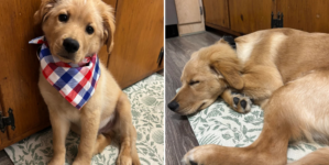 Owner Rescues a 'Golden Retriever'—Then She Receives DNA Result