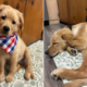Owner Rescues a 'Golden Retriever'—Then She Receives DNA Result