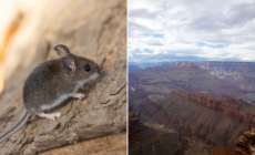 Deadly Disease Detected at Grand Canyon