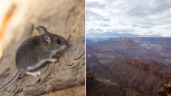 Deadly Disease Detected at Grand Canyon
