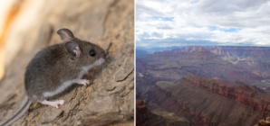 Deadly Disease Detected at Grand Canyon