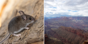 Deadly Disease Detected at Grand Canyon