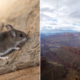 Deadly Disease Detected at Grand Canyon