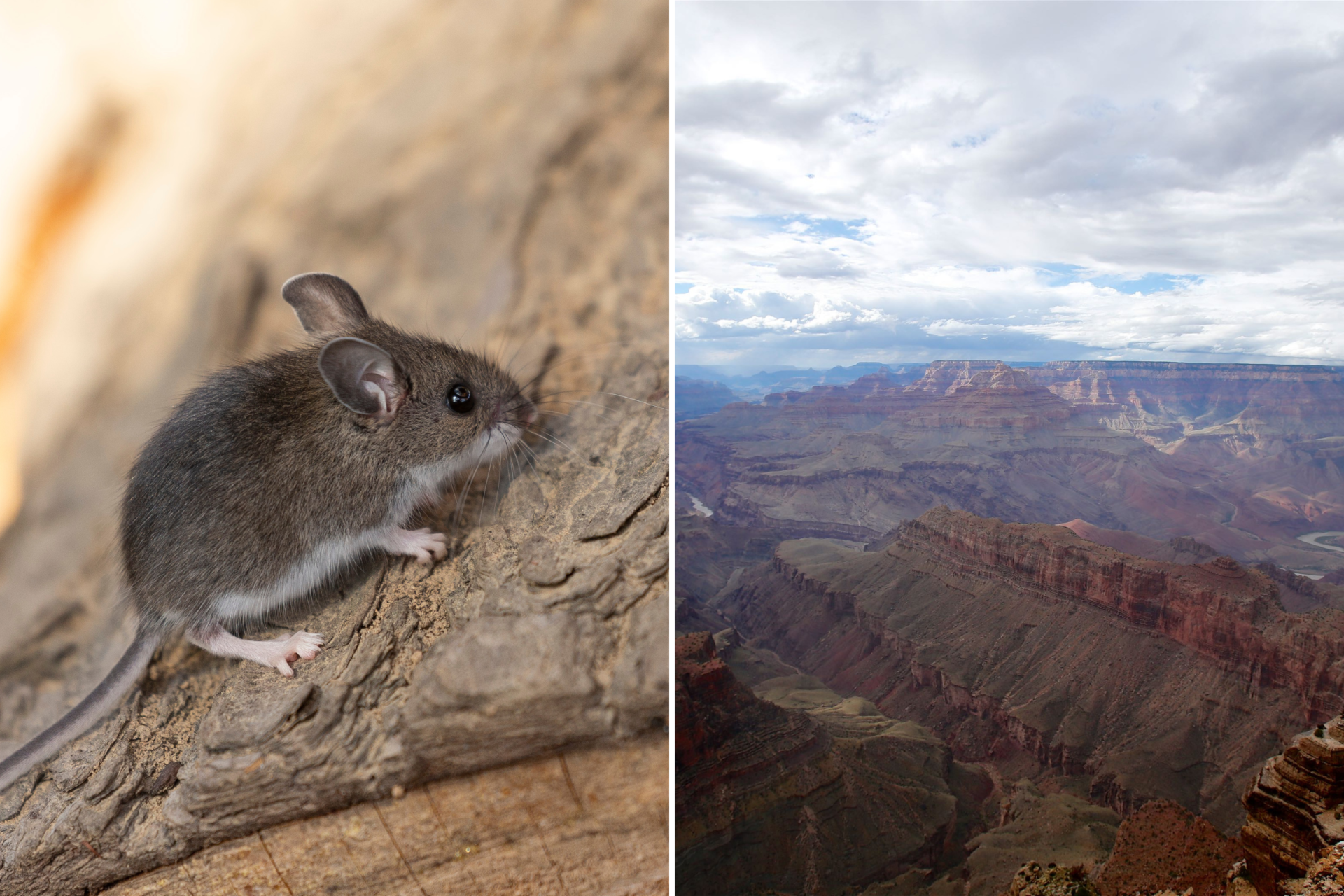 Deadly Disease Detected at Grand Canyon